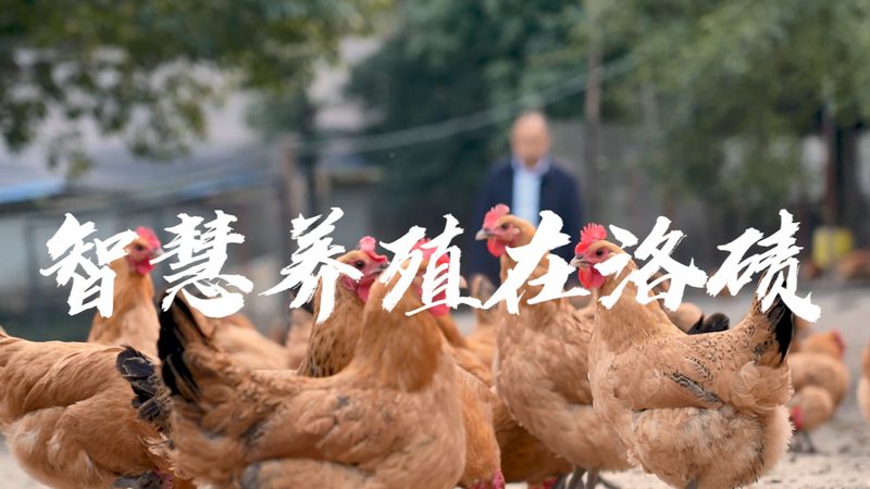 引物合成速度，揭秘影响合成效率的关键因素