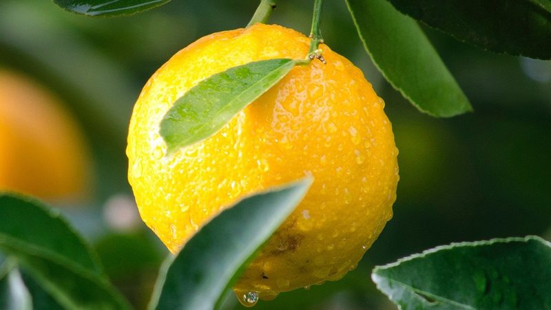 哺乳动物细胞培养pH值控制：精准调控，保障实验成功**